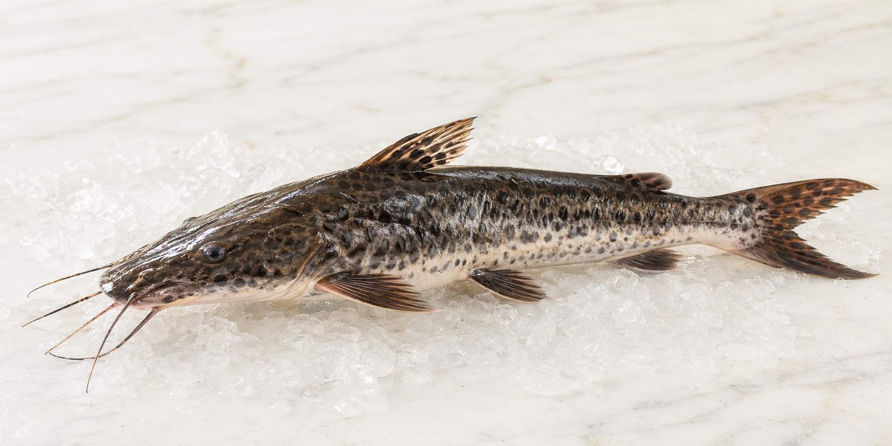 Foto de Surubim, peixe associado aos rios amazônicos