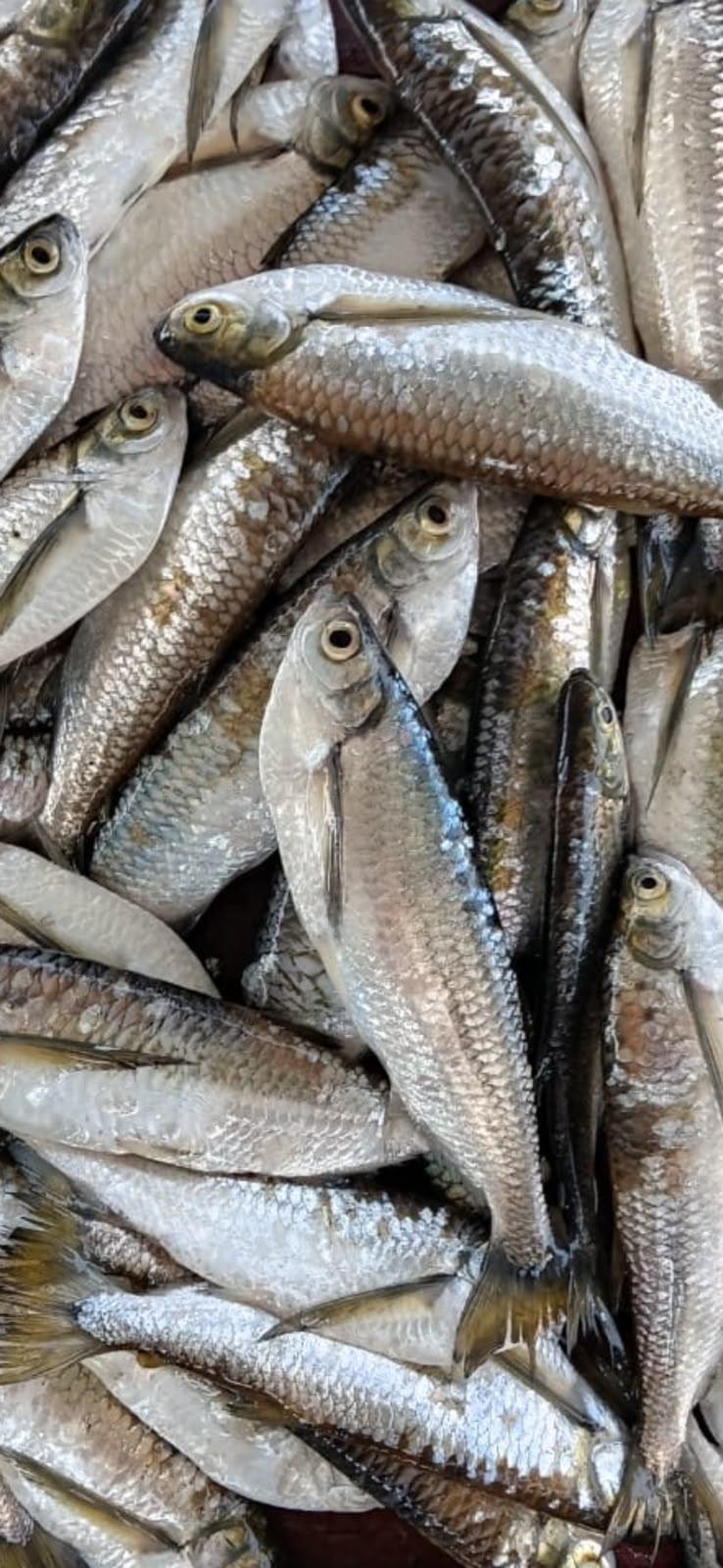 Foto de Sardinha